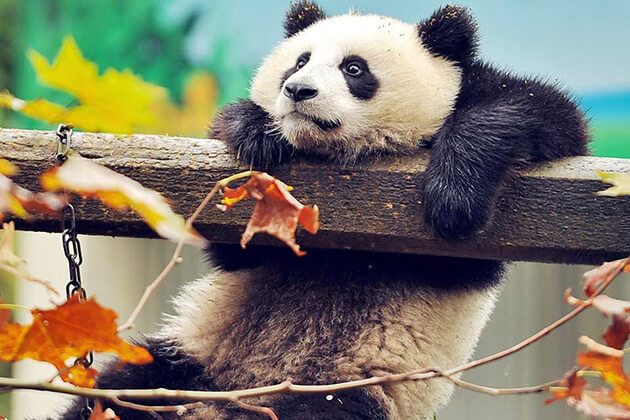 Best Time to Join a China Panda Tour