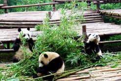 Chengdu Panda Conservation Center