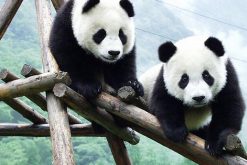 Chengdu Research Base of Giant Panda Breeding