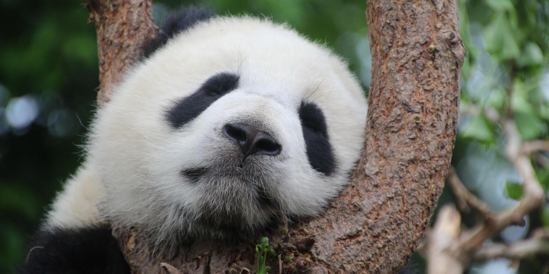 China Panda Tour with china local tour company