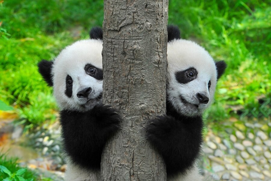 China Panda Tours by trusted china local travel company