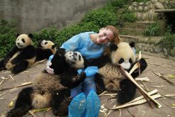 Experience Giant Panda Breeding in China Family Tour