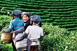 Experience Meijiawu Tea Village in China