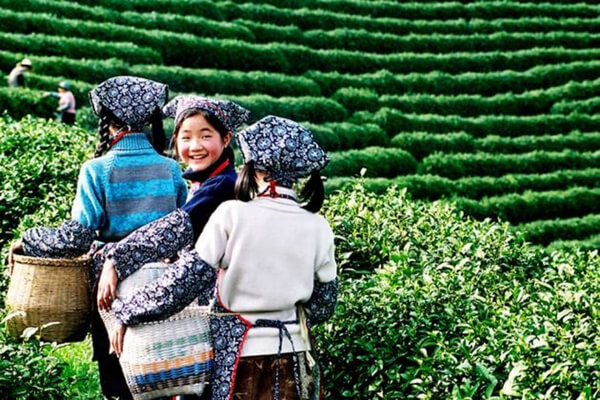 Experience Meijiawu Tea Village in China with your family