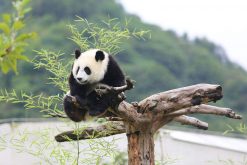 panda travel tour packages