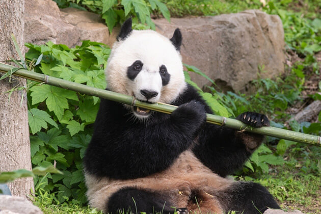 Giant Panda Breeding Base discovery in China trip