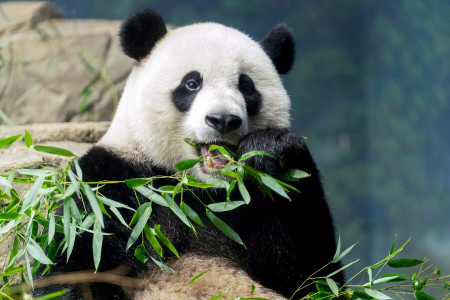 Giant Panda Breeding Base discovery in China trip