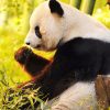 Highlights of Chengdu Panda Tour – 12 Days