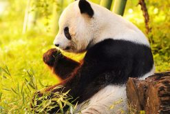 Highlights of Chengdu Panda Tour – 12 Days