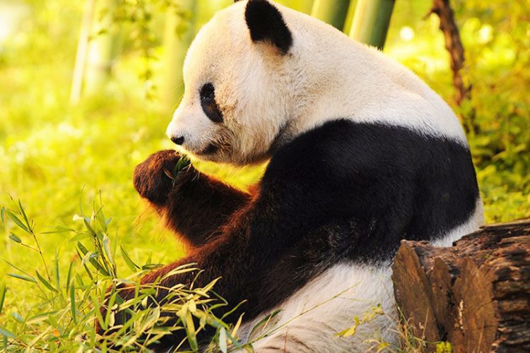 Highlights of Chengdu Panda Tour – 12 Days