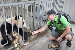 How to Volunteer with Giant Pandas in Chengdu