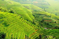 Longsheng Rice Terrace, China