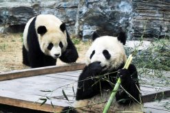 Panda at Beijing Zoo