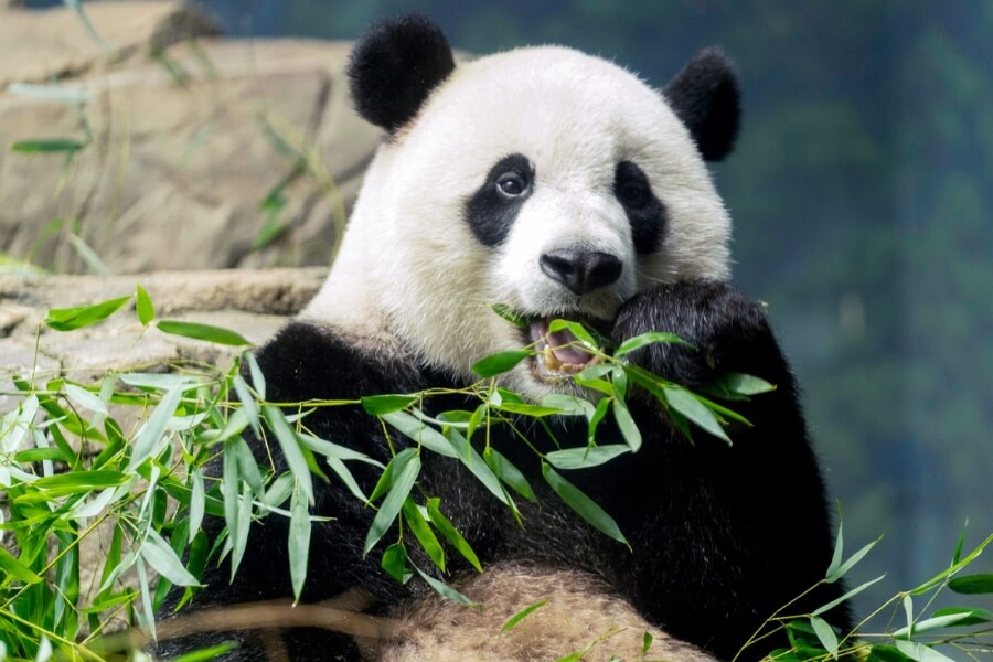 Responsible Travel with china local tours