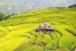 Scenic view of Longji Terraced Rice Fields