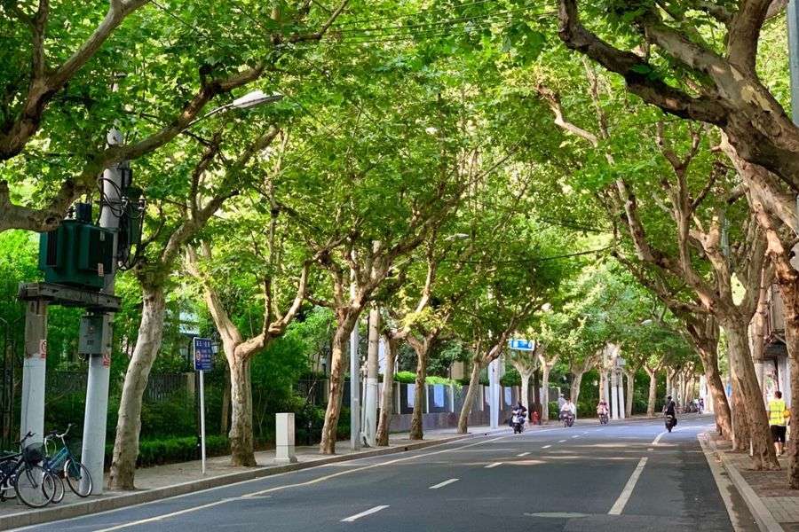 Shanghai French Concession tree lined street