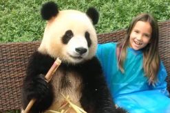 Splendid Chengdu Panda China Tour 9 Days