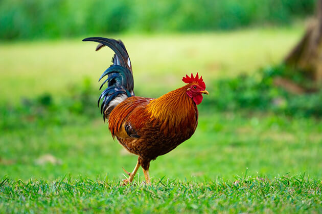 The Rooster in Chinese Zodiac
