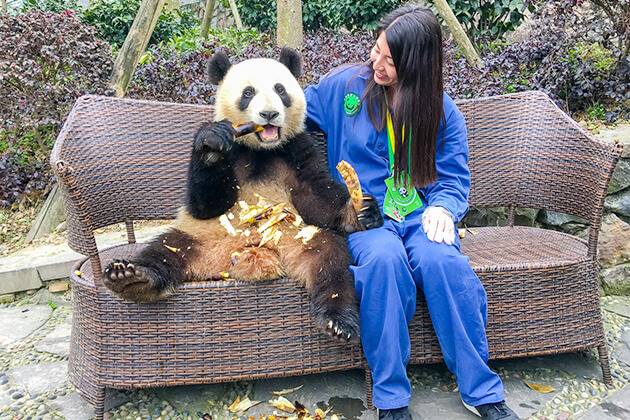 Wolong Baby Panda Keeper Program