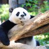 Wolong In-depth Panda Tour - 4 Days