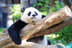 Wolong In-depth Panda Tour - 4 Days