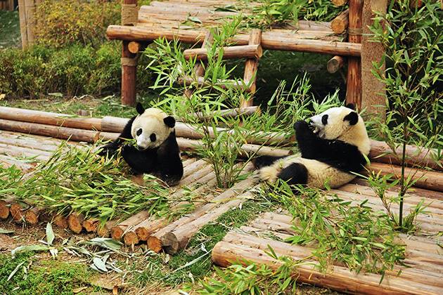 explore Chengdu Panda Breeding Research Base from China tour packages