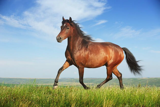 horse in China Zodiac