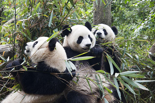 lovely pandas in China Panda Tour