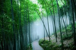 visit Sichuan Bamboo Sea during China tour package