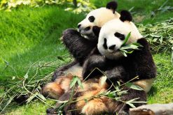 visitors of China local tour explore Giant Panda breeding